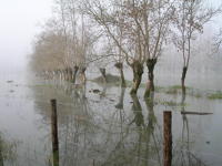 5642 Sansais - La Garette, inondation décembre 2006 - Marais poitevin 