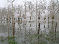 5643 Sansais - La Garette, inondation décembre 2006 - Marais poitevin 