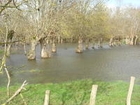 5650 Saint-Pierre-le-Vieux - Inondation mars 2006 - Marais poitevin 