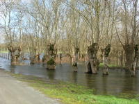 5651 Saint-Pierre-le-Vieux - Inondation mars 2006 - Marais poitevin 