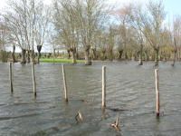 5654 Saint-Pierre-le-Vieux - Inondation mars 2006 - Marais poitevin 