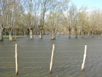 5655 Saint-Pierre-le-Vieux - Inondation mars 2006 - Marais poitevin 