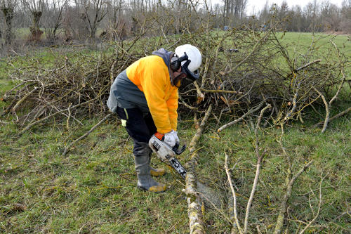 Saint-Hilaire-la-Palud - Exploitation du frêne par l'association AIPEMP