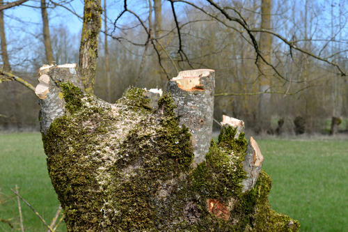 Saint-Hilaire-la-Palud - Exploitation du frêne par l'association AIPEMP