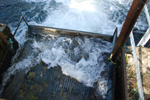 Suivi des population d'anguilles argentées - Grille placée en aval du bief pour diriger les anguilles vers le piège