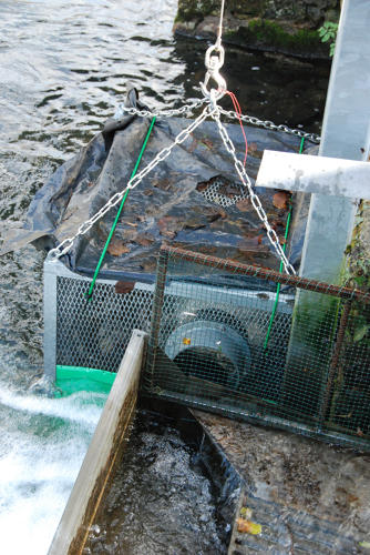 Suivi des population d'anguilles argentées - Le piège est remonté pour comptabiliser les anguilles capturées et recapturées