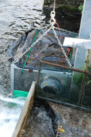 5774 Suivi des population d'anguilles argentées - Le piège est remonté pour comptabiliser les anguilles capturées et recapturées 