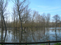 5787 Le Vanneau-Irleau - Inondation mars 2007 dans le marais d'Irleau 