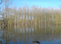 5788 Le Vanneau-Irleau - Inondation mars 2007 dans le marais d'Irleau 