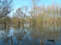 5789 Le Vanneau-Irleau - Inondation mars 2007 dans le marais d'Irleau 
