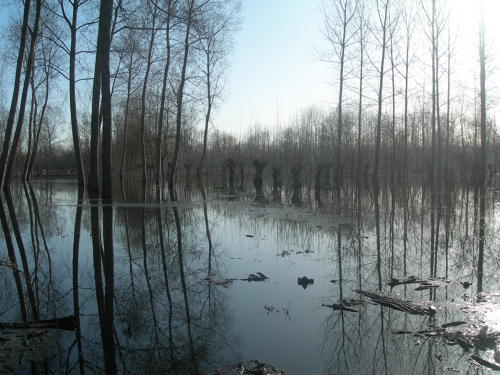 Le Vanneau-Irleau - Inondation mars 2007 dans le marais d'Irleau