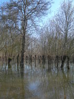 5792 Le Vanneau-Irleau - Inondation mars 2007 dans le marais d'Irleau 