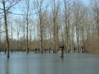 5797 Bessines - Inondation février 2007 