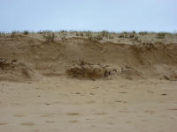 5822 La Faute-sur-Mer - La dune a subi les assauts de la tempête du 4 janvier 2013 