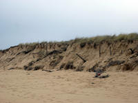 5824 La Faute-sur-Mer - La dune a subi les assauts de la tempête du 4 janvier 2013 