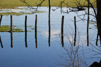 5884 Lairoux - Prairie inondée. Marais poitevin 