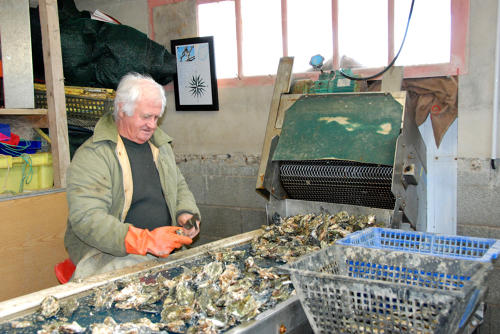 La Faute-sur-Mer - Lavage et détrocage des huîtres