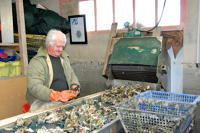 5960 La Faute-sur-Mer - Lavage et détrocage des huîtres 