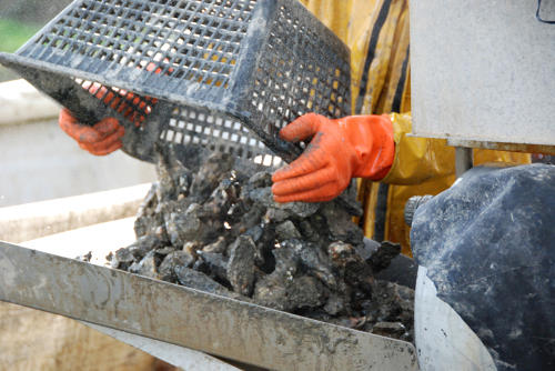 La Faute-sur-Mer - Lavage et détrocage des huîtres