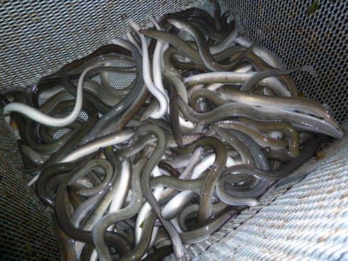 Suivi des population d'anguilles argentées - Anguilles dans le piège