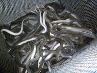 6069 Suivi des population d'anguilles argentées - Anguilles dans le piège 