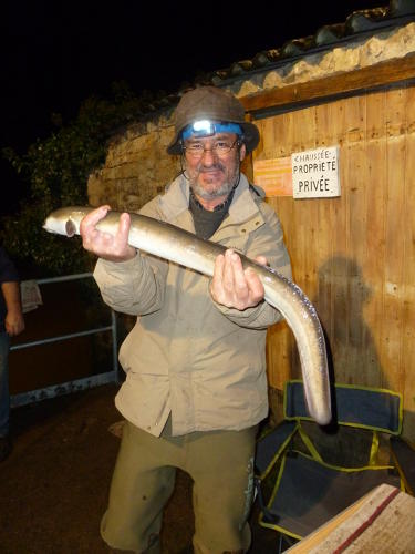 Suivi des population d'anguilles argentées - Un gros spécimen