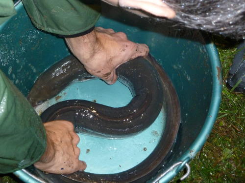 Suivi des population d'anguilles argentées - Un gros spécimen