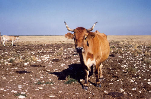 Saint-Michel-en-l'Herm - Vaches maraîchines, ferme de Choisy