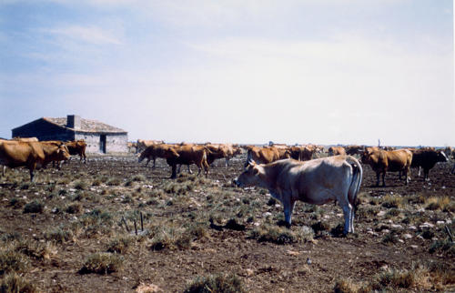 Saint-Michel-en-l'Herm - troupeau de vaches, ferme de Choisy