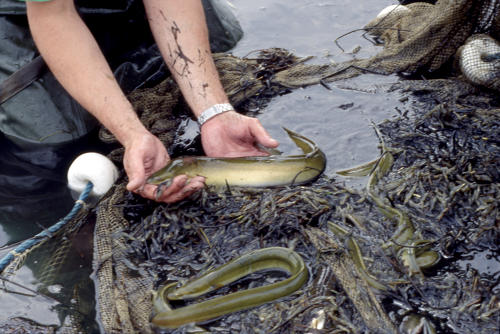Anguilles européennes, pêche scientifique dans le Marais poitevin