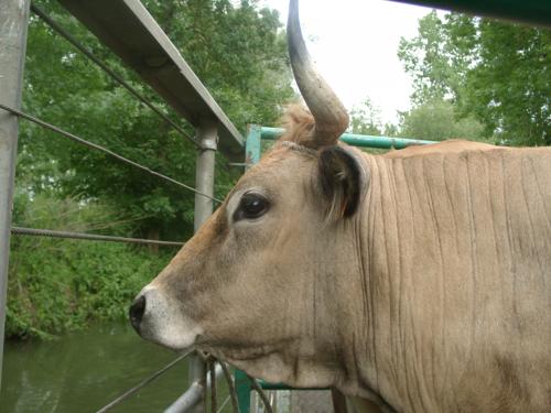 Transport de vache maraîchine en chaland bétaillère