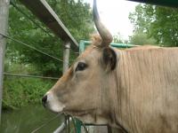 13341 Transport de vache maraîchine en chaland bétaillère 