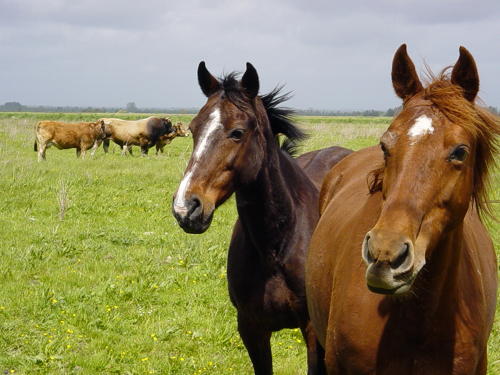 Bovins et chevaux sur un marais communal