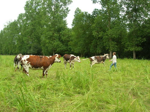 Vaches dans le marais mouillé