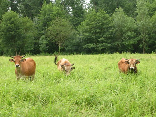 Vaches dans le marais mouillé