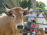 10291 Vache maraîchine - ouverture des communaux 