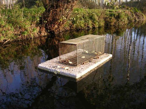 Piège cage flottant pour piéger le ragondin