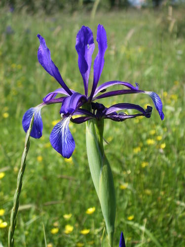 Iris bâtard