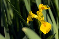 10507 Iris faux acore ou iris des marais 