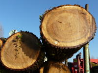 12859 Transport du bois dans le Marais poitevin 