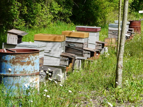 Ruche - apiculture