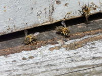10716 Ruche - apiculture 