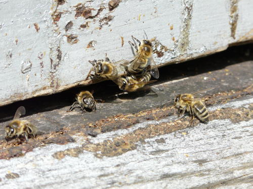 Ruche - apiculture