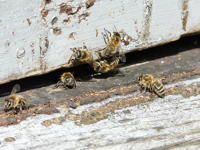 10718 Ruche - apiculture 