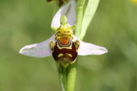 10519 Ophrys apifera ou ophrys abeille 