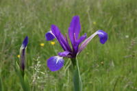 11952 Iris maritime ou Iris spuria 