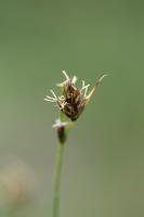 11815 Carex divisa 