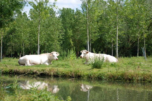 Vaches charolaises dans le Marais mouillé