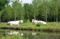 13343 Vaches charolaises dans le Marais mouillé 