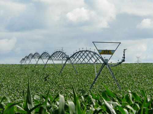 Irrigation du maïs dans le Marais poitevin